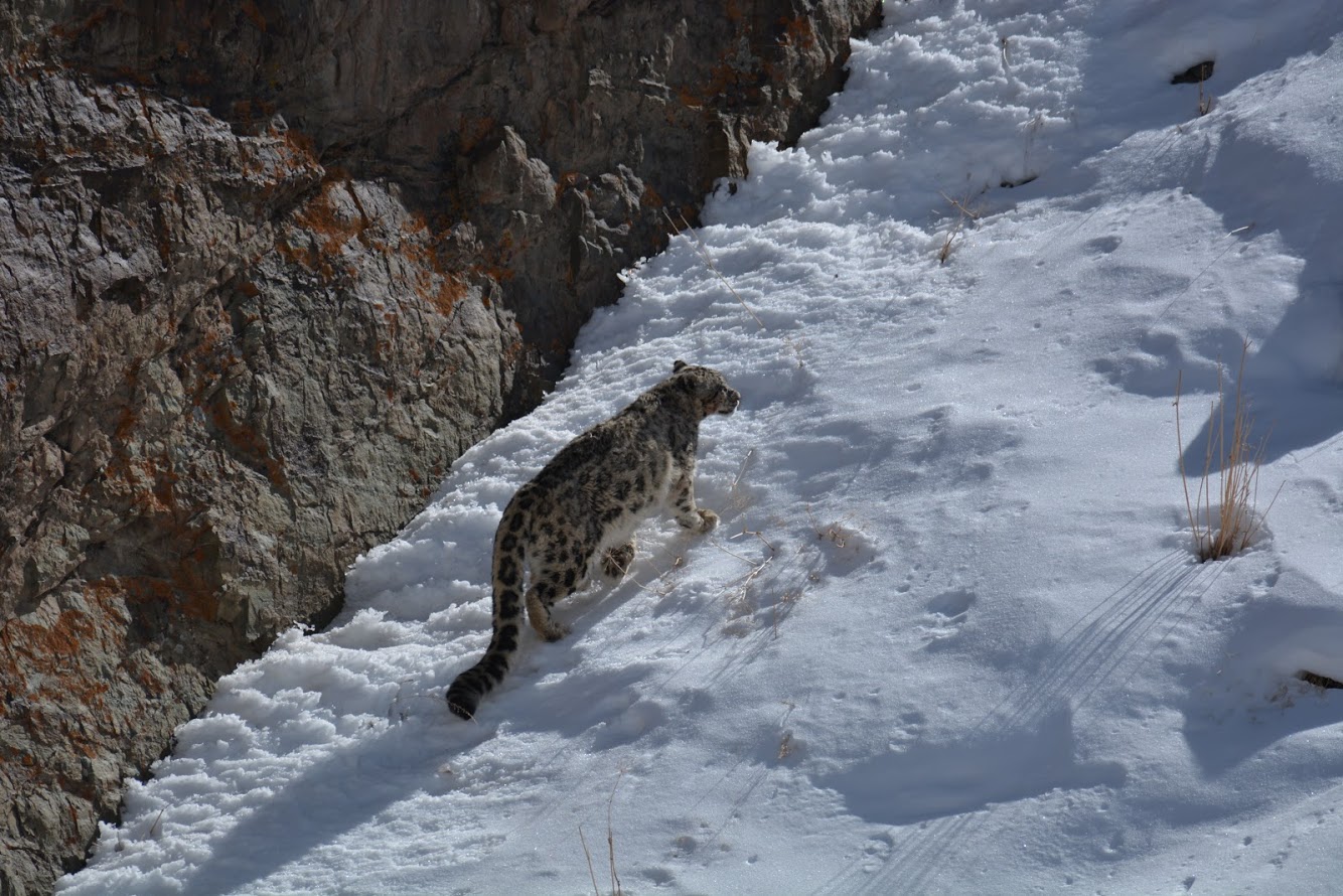 Renaud Fulconis - Découvrir avec moi les panthères des neiges